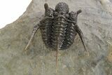 Spiny Cyphaspis Trilobite - Ofaten, Morocco #359174-2